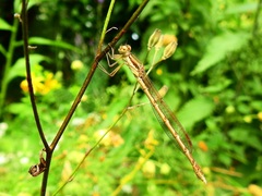 Sympecma fusca