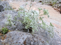Pimpinella