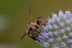 Andrena rosae