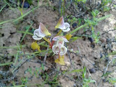 Disa spathulata spathulata