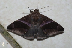 Bastilla acuta