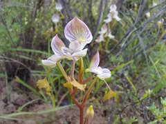 Disa spathulata spathulata