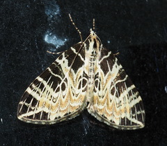 Eustroma changi
