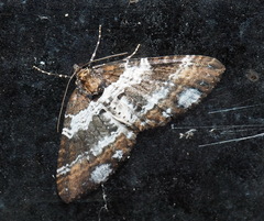 Melanthia procellata szechuanensis