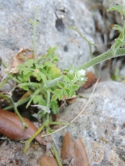 Pimpinella