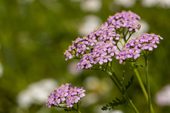 Achillea roseo-alba