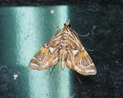 Paracymoriza cataclystalis