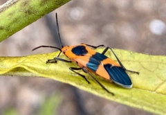 Oncopeltus aulicus