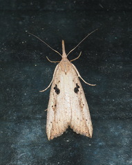 Hypena longipennis