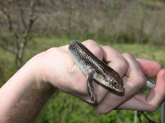 Plestiodon obsoletus