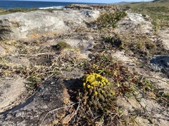 Euphorbia flanaganii