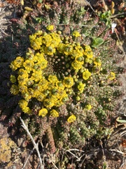 Euphorbia flanaganii