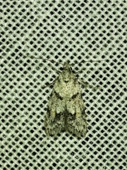 Symmoca signatella