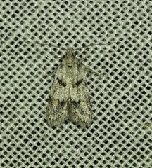 Symmoca signatella