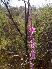 Ixia scillaris scillaris
