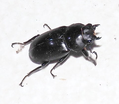 Dorcus rubrofemoratus yamadai