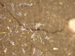 Poa annua