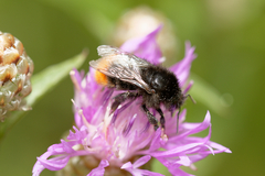 Bombus