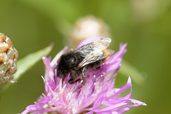 Bombus