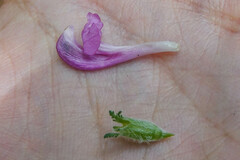 Pedicularis gyroflexa