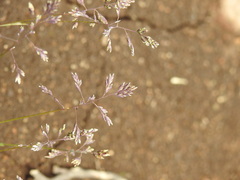 Poa annua