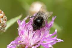Bombus