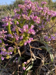 Erica cubica