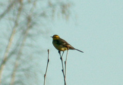 Motacilla citreola