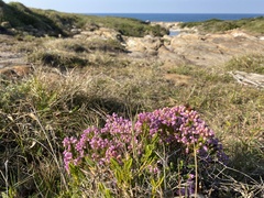 Erica cubica