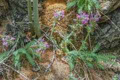 Pedicularis gyroflexa