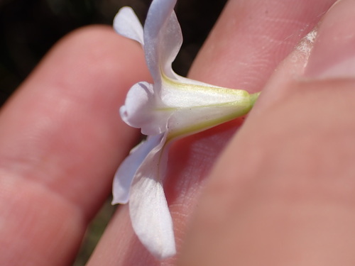 Image of Moraea polyanthos by (c) Ren Hoekstra, some rights reserved (CC BY)