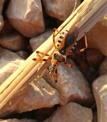 Rhynocoris punctiventris