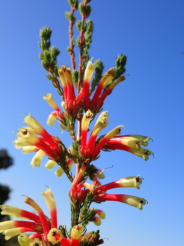 Image of Erica unicolor by (c) Ren Hoekstra, some rights reserved (CC BY)