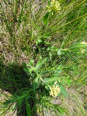 Asclepias lanuginosa