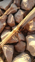 Rhynocoris punctiventris