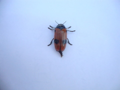 Clytra