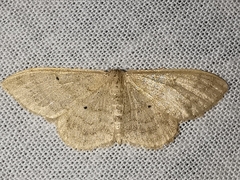 Idaea deversaria