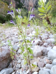 Scutellaria altissima