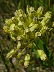 Asclepias lanuginosa
