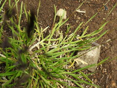 Poa annua