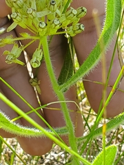 Asclepias lanuginosa
