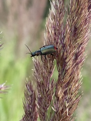 Clanoptilus geniculatus