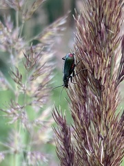 Clanoptilus geniculatus