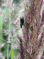 Clanoptilus geniculatus