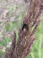 Clanoptilus geniculatus