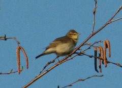 Phylloscopus trochilus