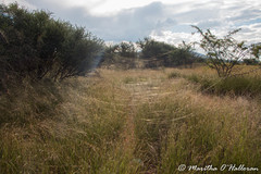 Trichonephila senegalensis