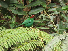 Chlorornis riefferii