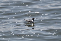 Leucophaeus atricilla megalopterus