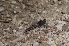 Leucorrhinia glacialis